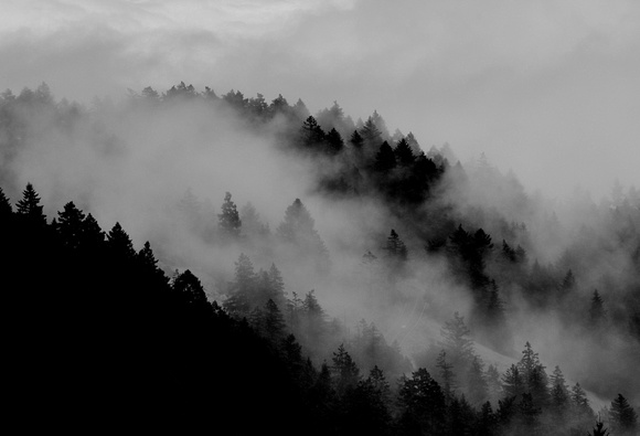 Fog and Trees